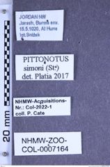 Etiketten zu Pittonotus simoni (Stierlin, 1879) (NHMW-ZOO-COL-0007164)